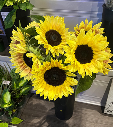 Image of Sunflowers taken by Harlowe